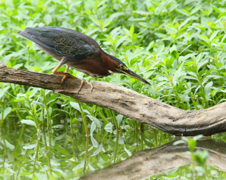 green heron Butorides virescens beginning stalk