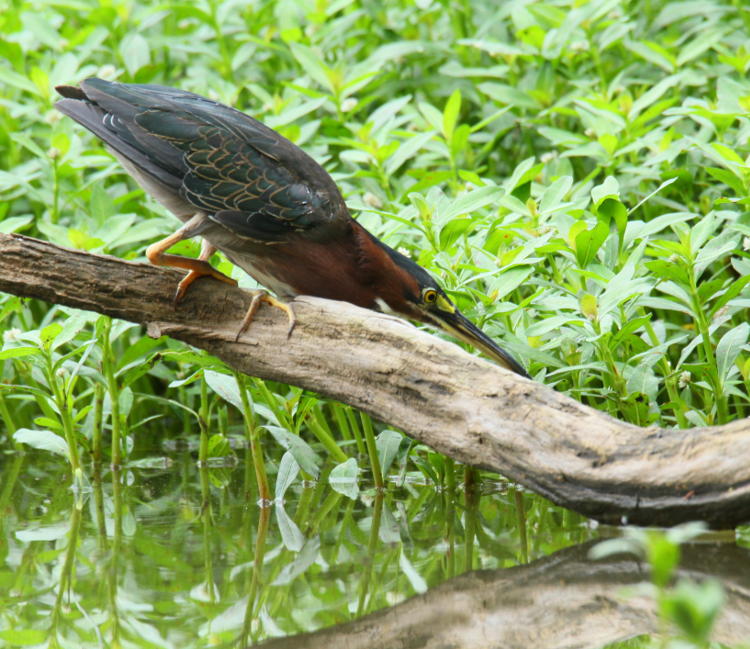 green heron Butorides virescens adopting striking pose