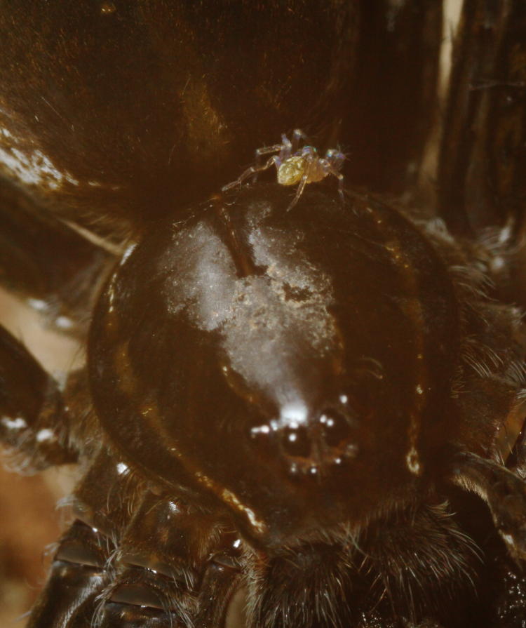 six-spotted fishing spider Dolomedes triton with newborn spider on base of cephalothorax