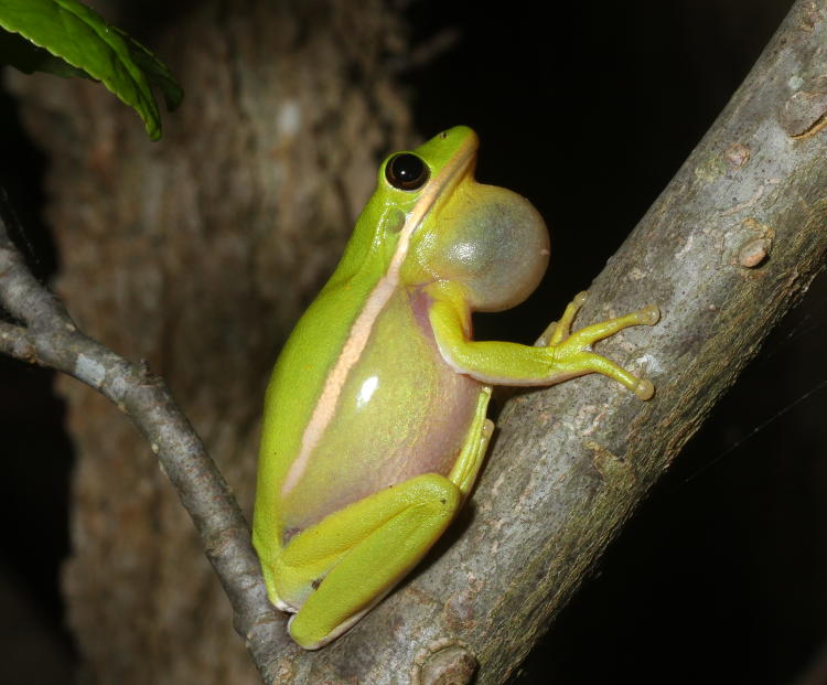 green treefrog Hyla cinerea calling at night