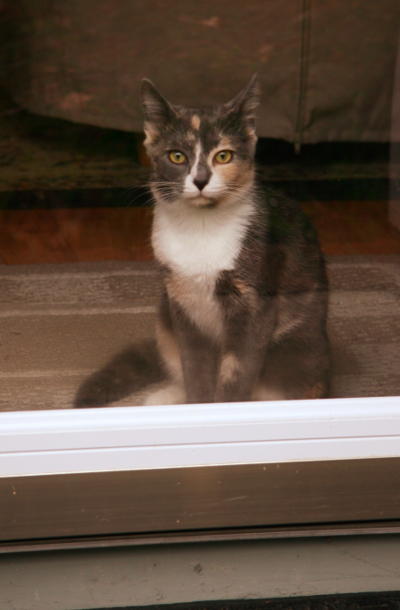 Taz as an adolescent looking out the door