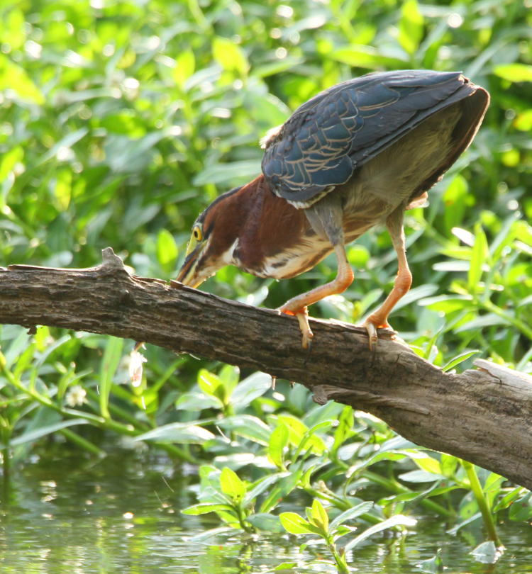 green heron Butorides virescens with successful capture