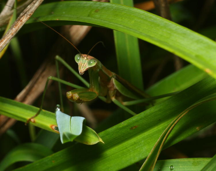 adult likely male Chinese mantis Tenodera sinensis half-hidden