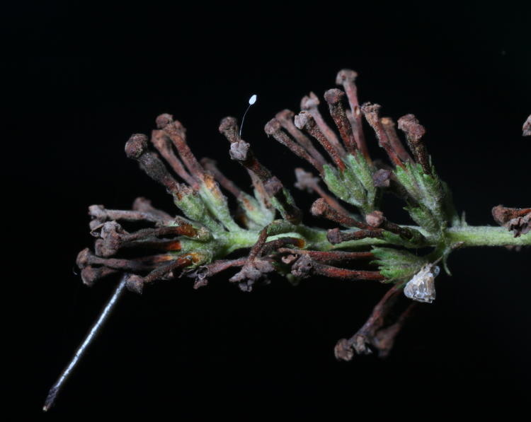 dried butterfly bush Buddleia davidii blossom showing lacewing egg, unidentified 'inchworm,' and molted leafhopper exoskeleton