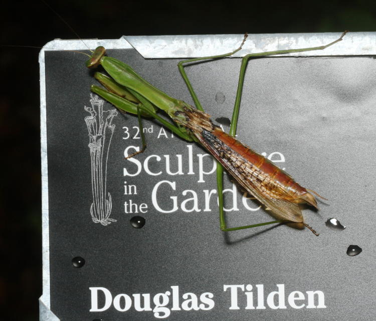 likely male adult Chinese mantis Tenodera sinensis with damaged wings