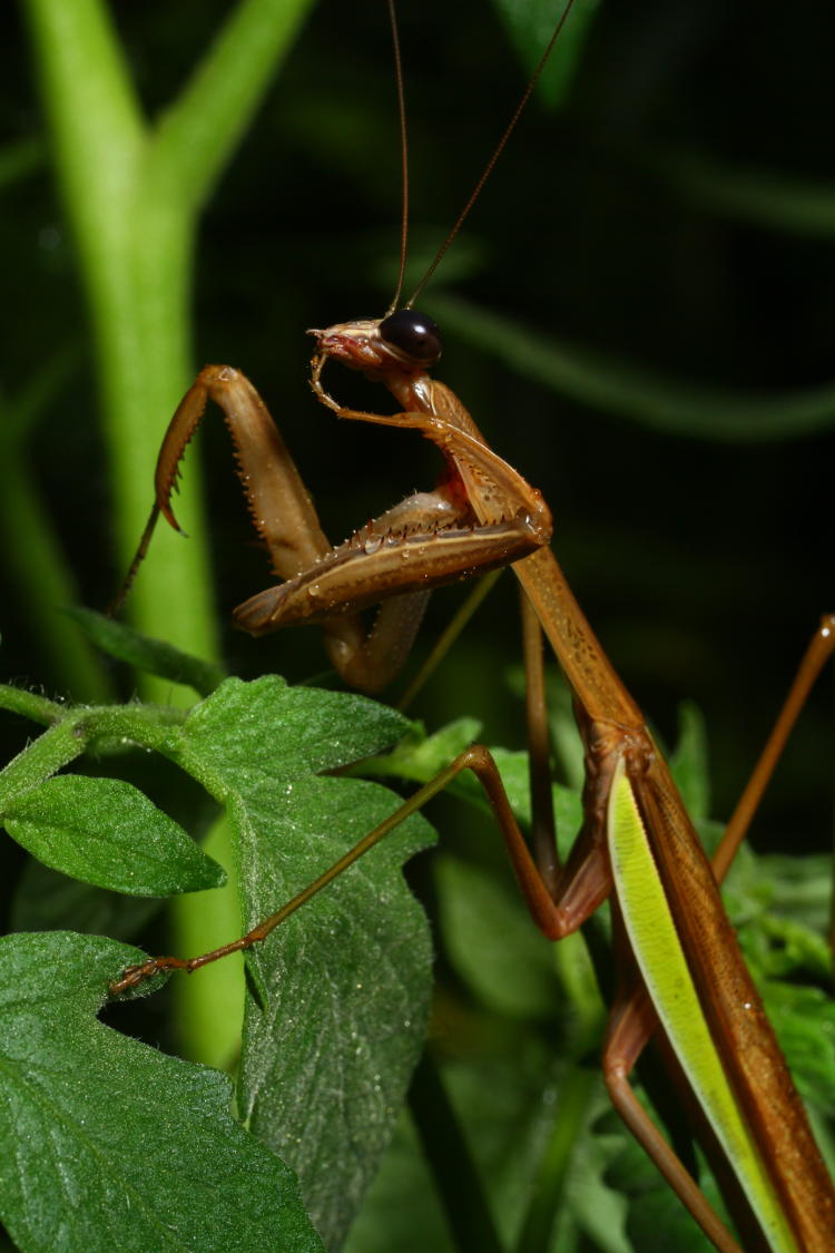 adult Chinese mantis Tenodera sinensis cleaning its feet