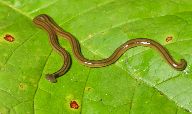 shovel-headed flatworm Bipalium kewense