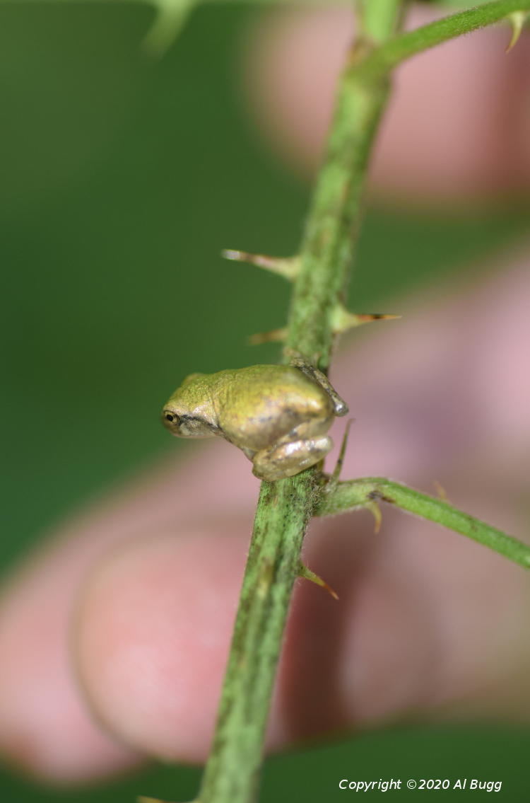 juvenile Copes grey treefrog Hyla chrysoscelis on greenbriar vine with fingertips in background for scale, by Al Bugg