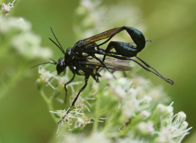 thin-waisted wasps Eremnophila aureonotata copulating right there in public where anyone could see