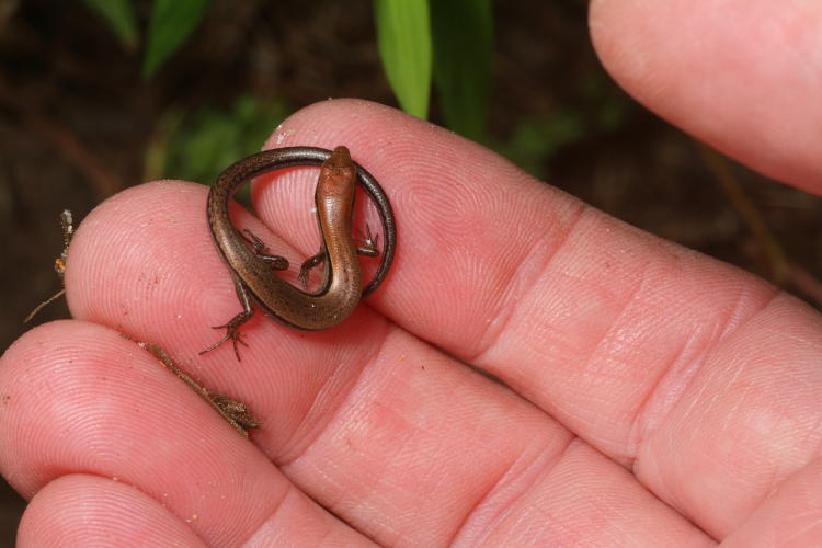 juvenile ground skink Scincella lateralis posed on author's fingertips