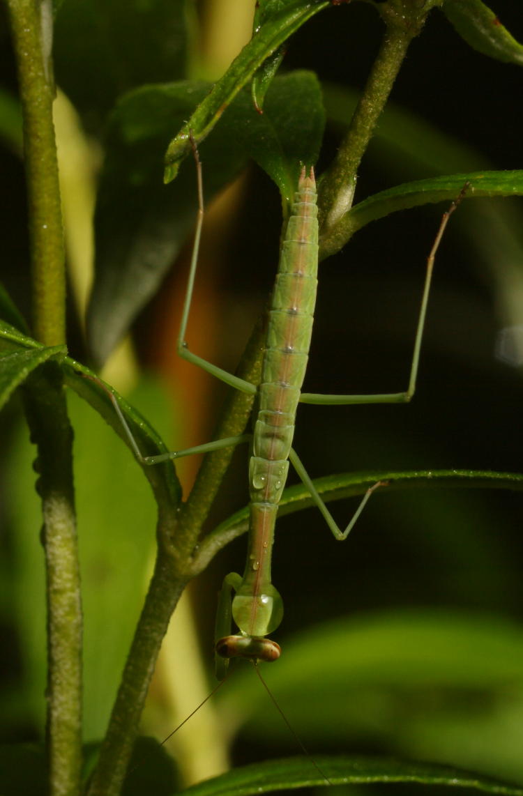 juvenile Chinese mantis Tenodera sinensis perched on butterfly bush Buddleia davidii with raindrop on back