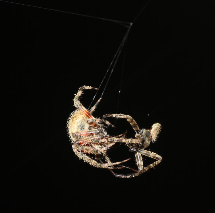 pair of courting barn spiders Araneus cavaticus