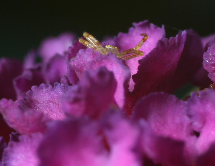 unidentified crab spider genus Thomisidae hiding within blossom of Black Knight butterfly bush Buddleia davidii