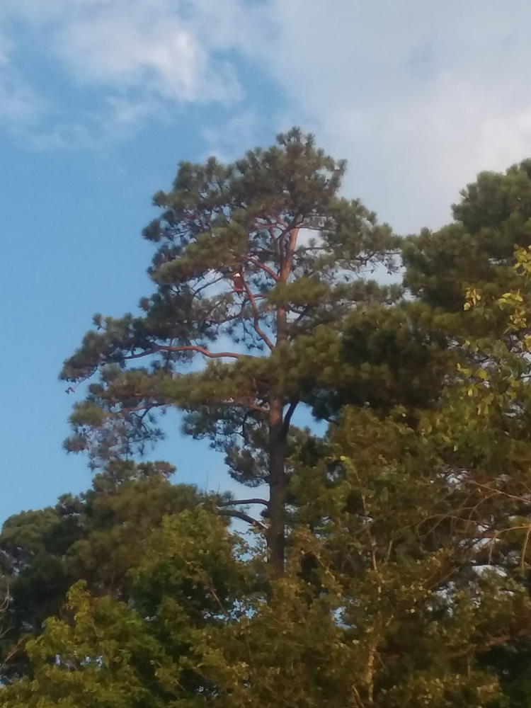 smutphone image of bald eagle Haliaeetus leucocephalus in tree on Jordan Lake