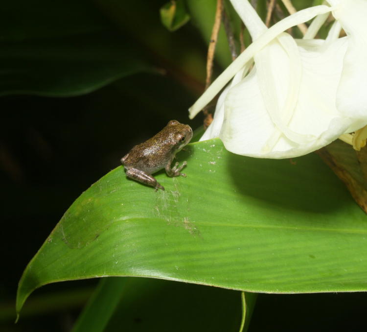 juvenile Copes grey treefrog Hyla chrysoscelis on leaf of ginger plant