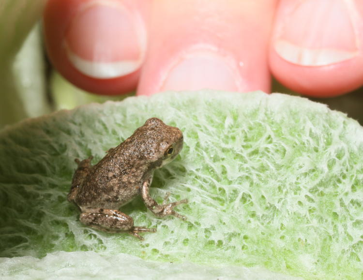 juvenile Copes grey treefrog Hyla chrysoscelis on leaf with The Girlfriend's fingers behind for scale