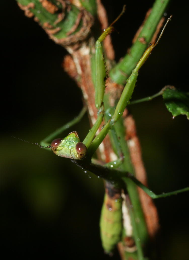 juvenile Carolna mantis Stagmomantis carolina after misting