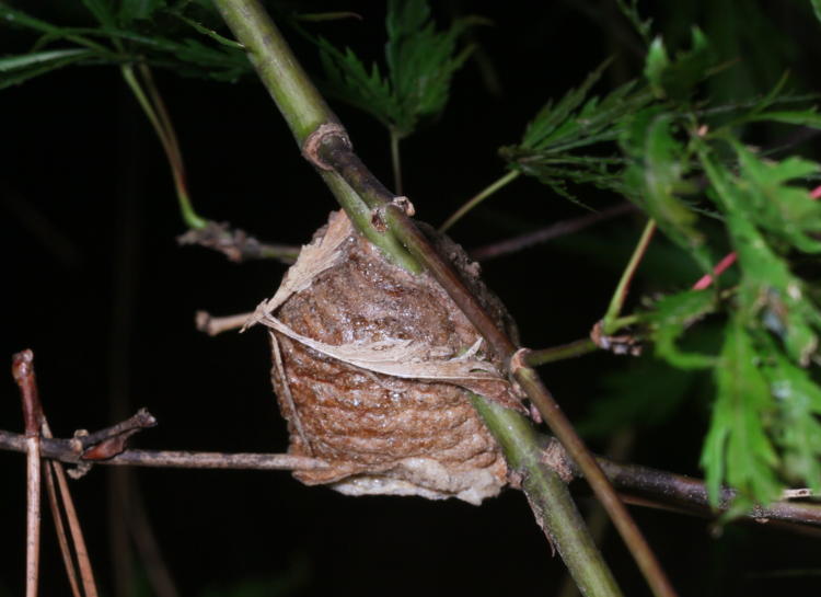 egg case ootheca of Chinese mantis Tenodera sinensis