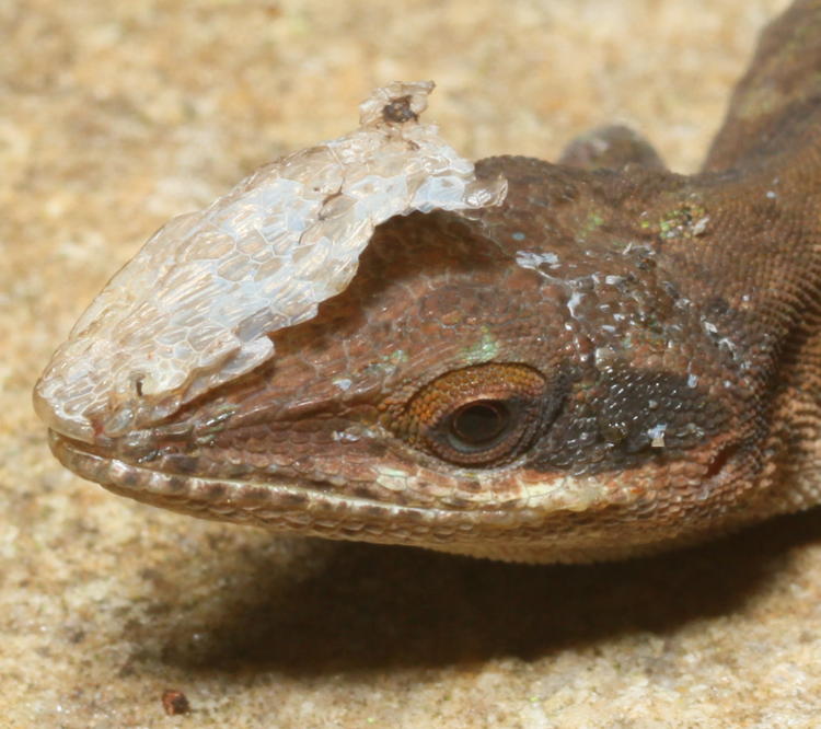 inset of previous image showing skin details