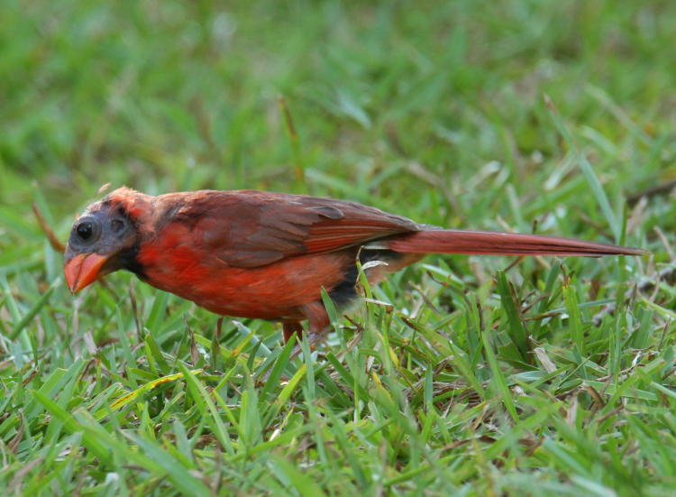 Northern cardinal Cardinalis cardinalis showing loss of feathers on face