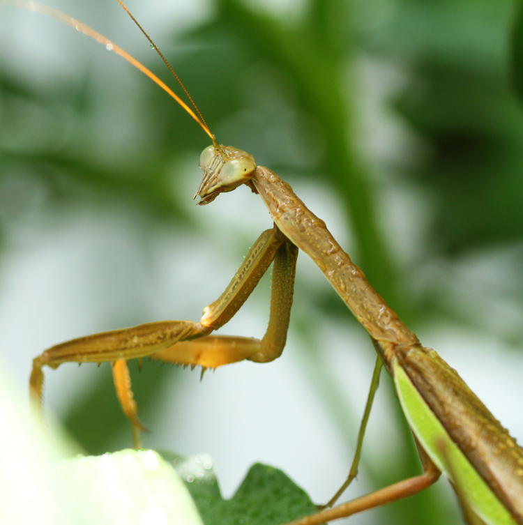 Chinese mantis Tenodera sinensis pausing after misting