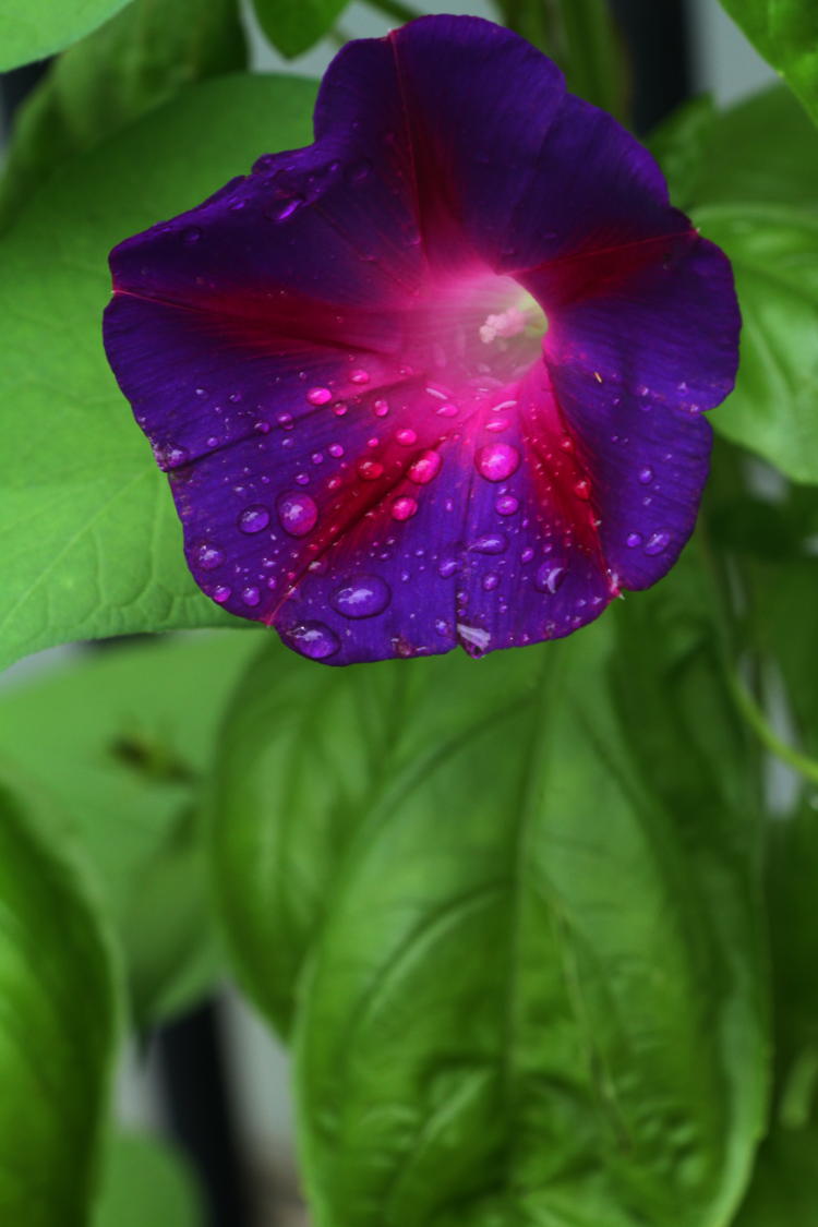 deep blue morning glory bloom with rain from Hurricane Laura