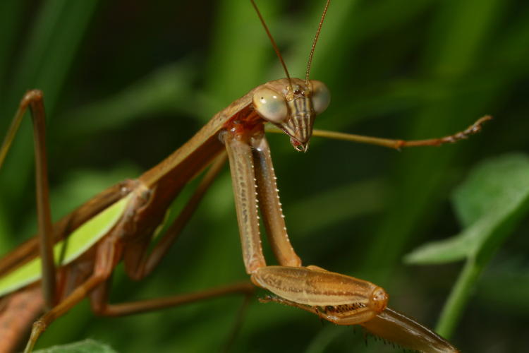 adult Chinese mantis Tenodera sinensis posing pleasantly