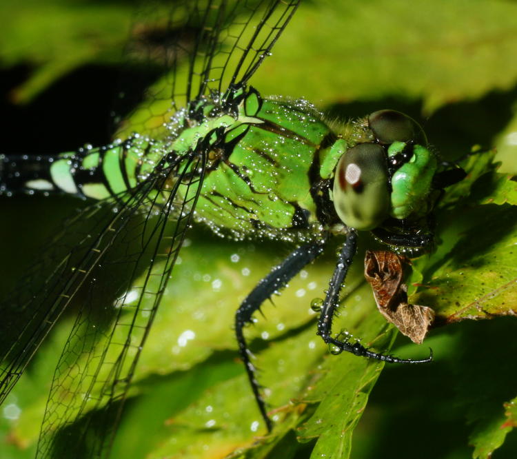 eastern pondhawk Erythemis simplicicollis partaking of a misting at night