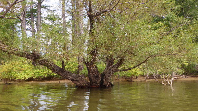 likely pin oak tree in shallows of Jordan Lake