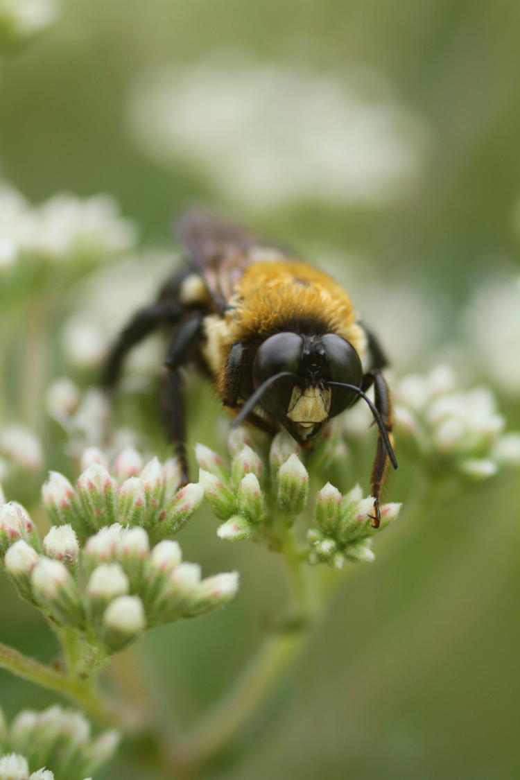 eastern carpenter bee Xylocopa virginica motionless on unidentified white flowers