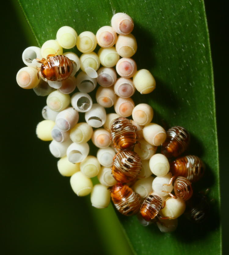 green stink bug Chinavia hilaris eggs and new nymphs