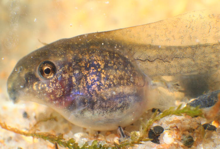 unidentified tadpole showing newly-developed hind legs