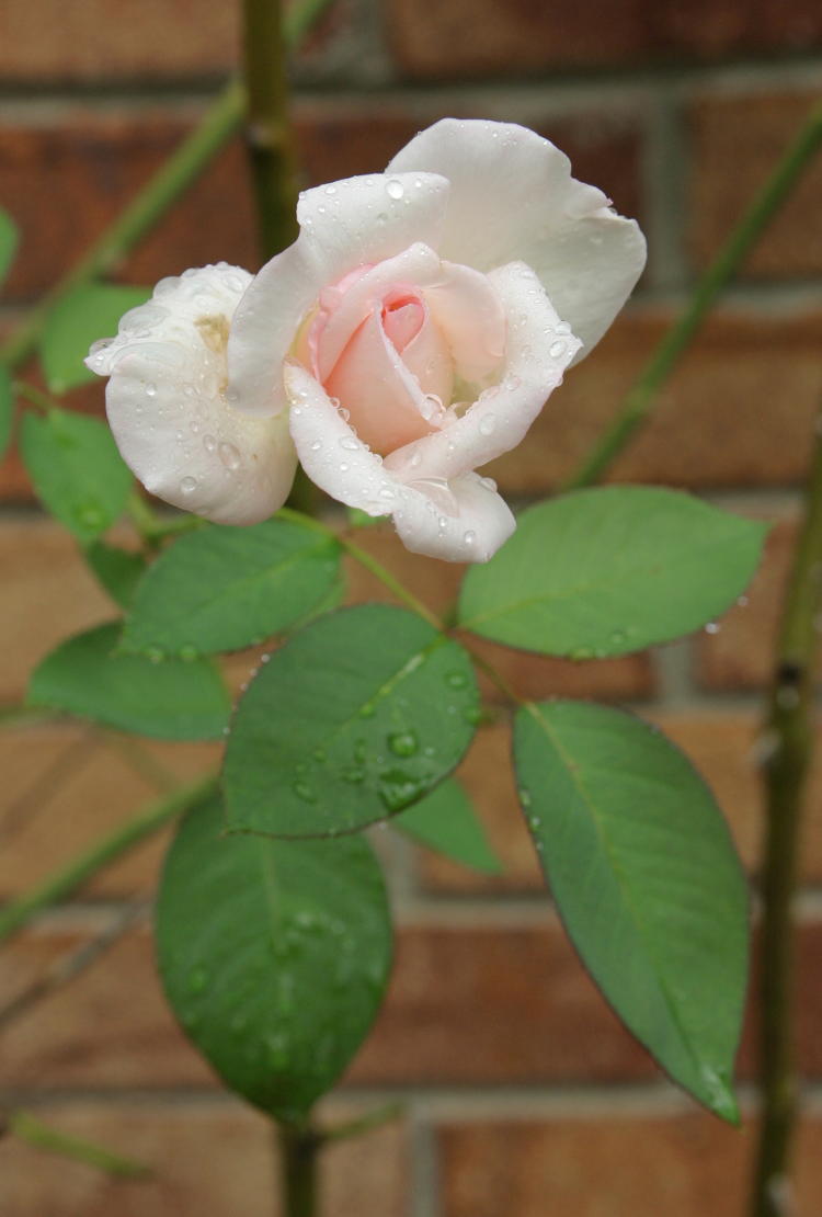 pink rose blossom with raindrops