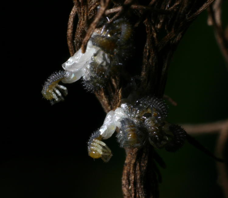 hatching lady beetle nymphs