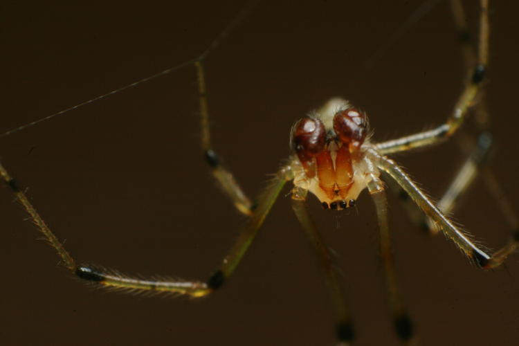 head-on shot of male Enoplognatha ovata