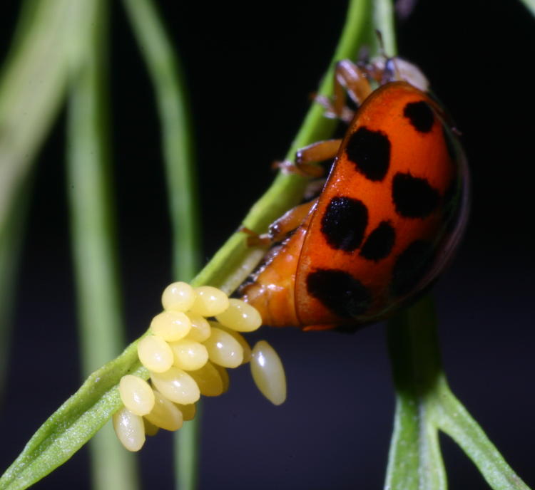 unidentified lady beetle species Coccinellidae laying eggs on dog fennel leaf