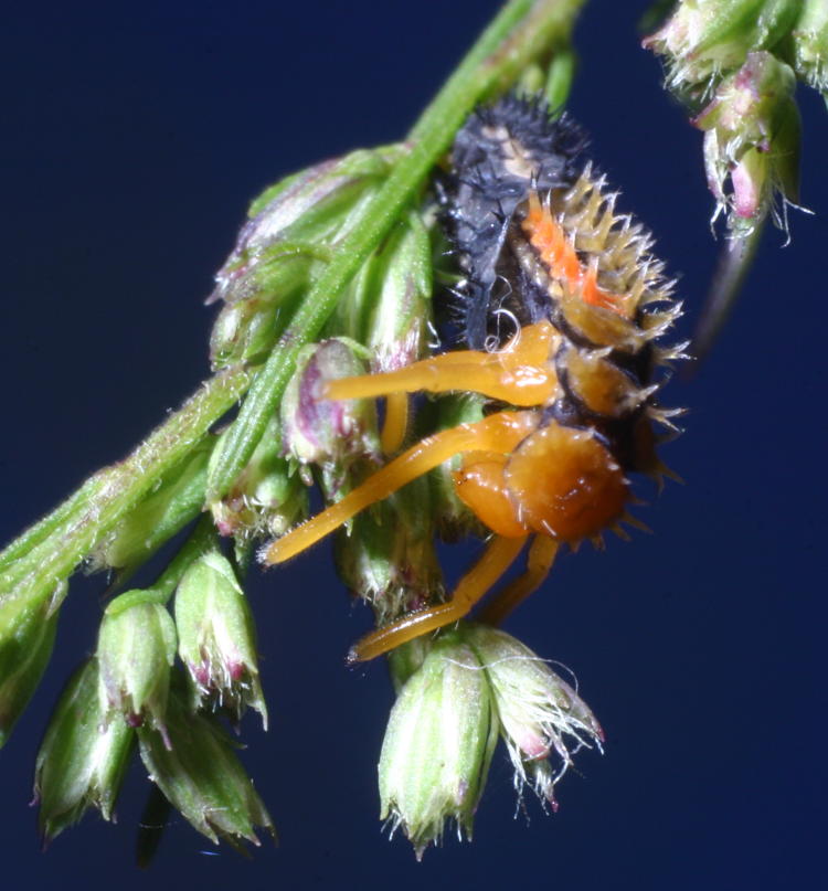 second or third instar lady beetle Coccinellidae emerging from molting