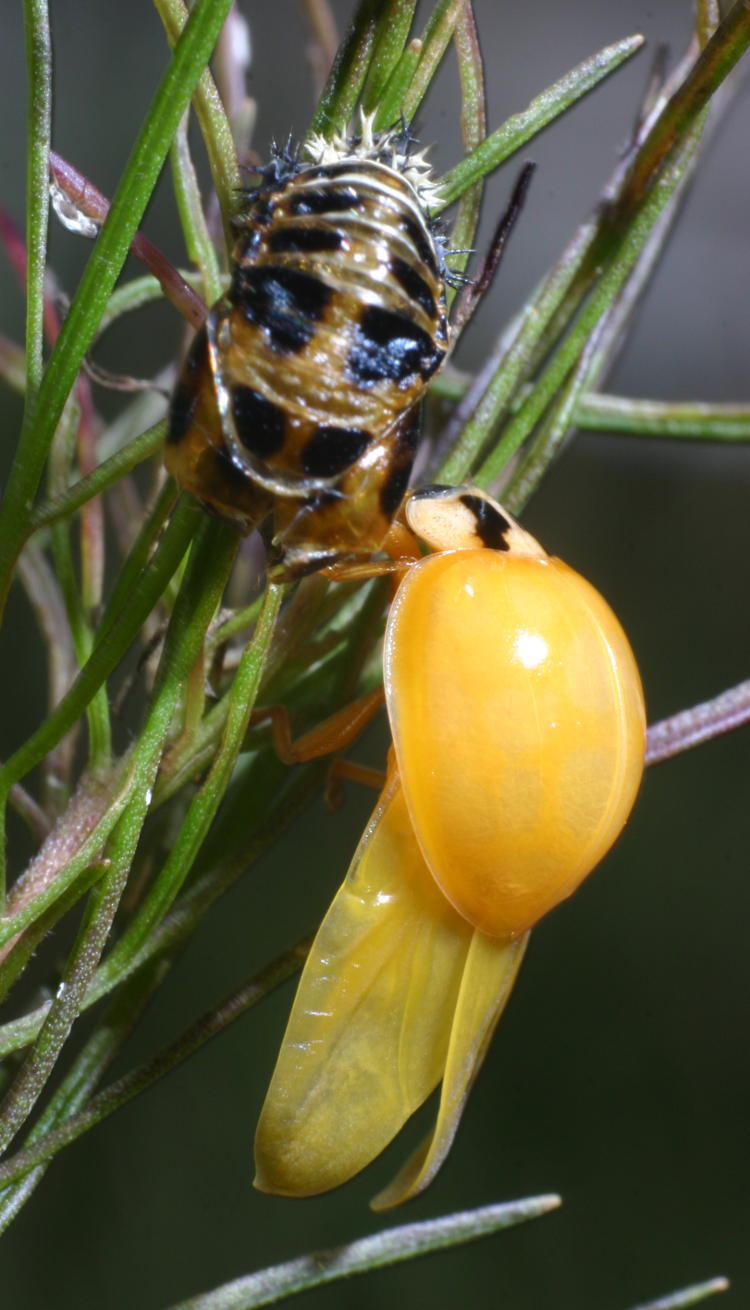 newly-emerged final instar adult lady beetle Coccinelidae drying extended wings