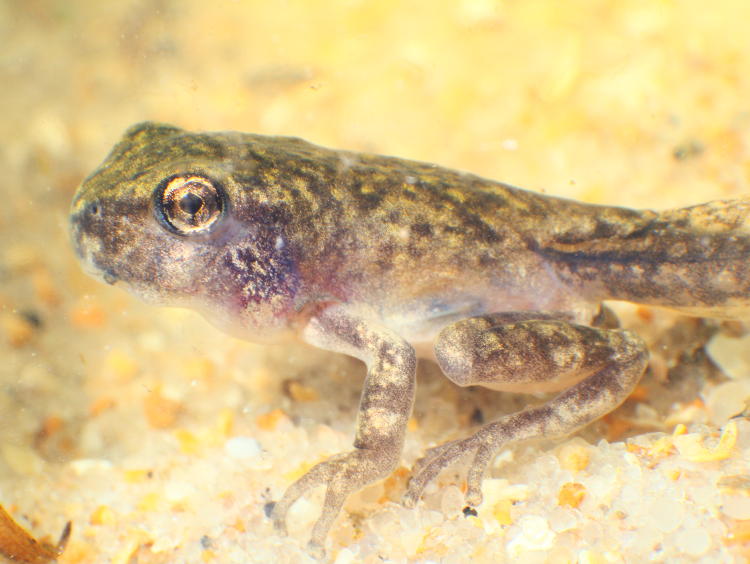 unidentified tadpole with well-developed fore and hind limbs