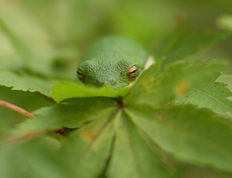 juvenile green treefrog Hyla cinerea hunched down to stay hidden while getting some weak sun