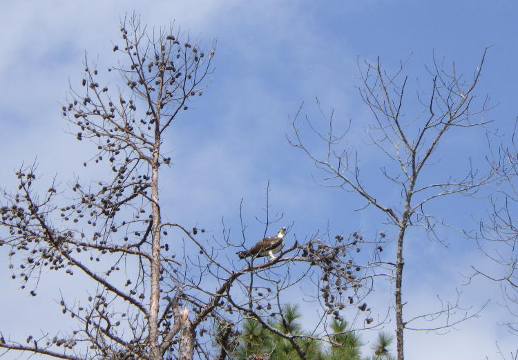 osprey Pandion haliaetus perched in tree at Jordan Lake