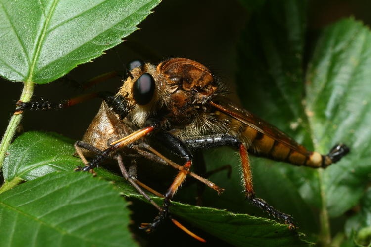 robber fly genus Efferia, possibly Nerax with leaf-footed bug Coreinae