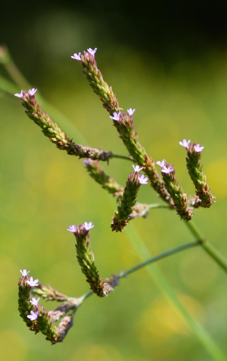 tiny blue flowers at head of tall weed stalks