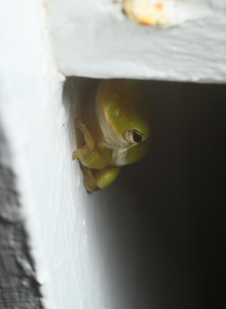 juvenile green treefrog Hyla cinerea peering out from under porch railing