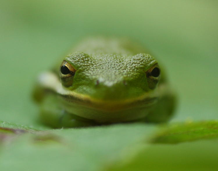 juvenile green treefrog Hyla cinerea looking confrontational