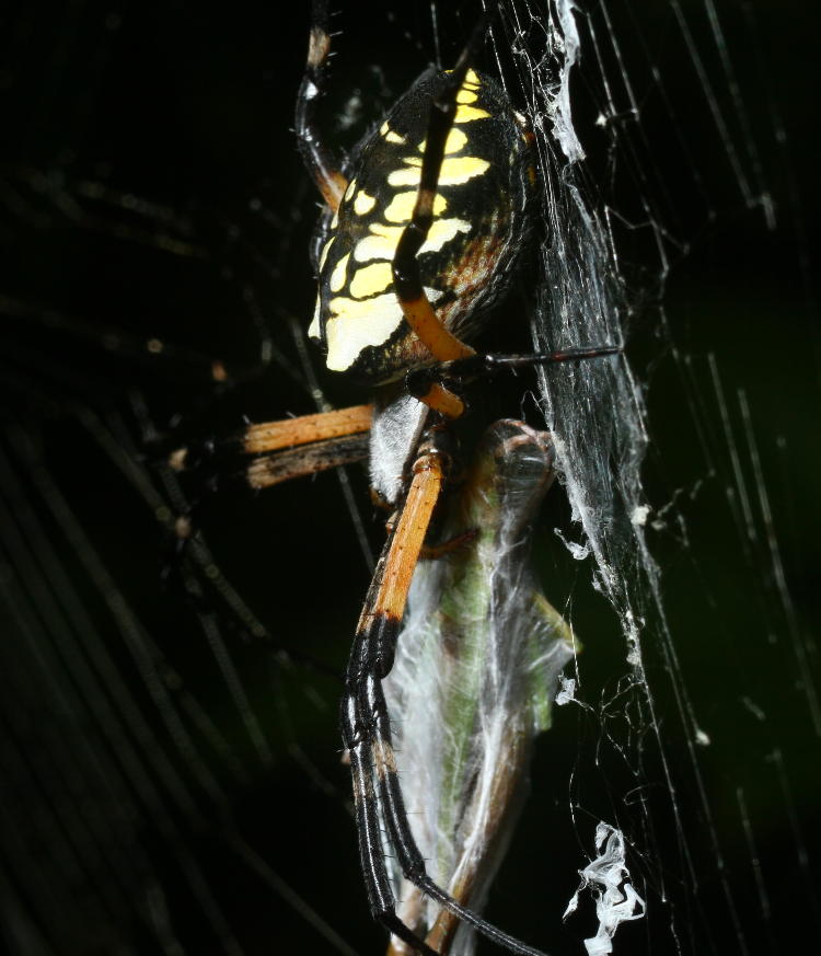 black and yellow argiope Argiope aurantia with prey, likely katydid