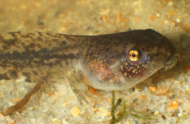 unidentified tadpole with further developed hind legs