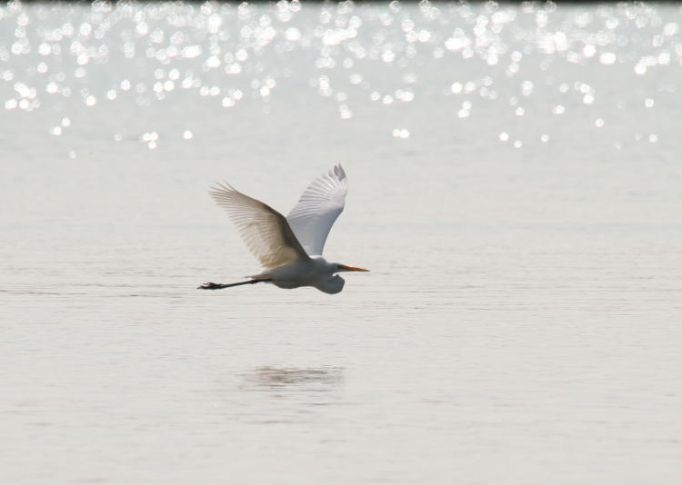great egret Ardea alba crusing low over glittering water