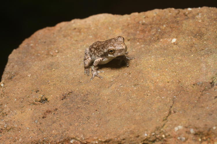 juvenile Copes grey treefrog Hyla chrysoscelis on end of average terracotta brick