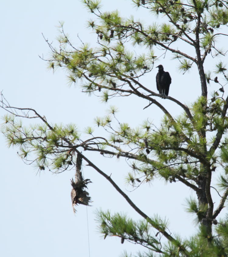 black vulture Coragyps atratus not too impressed with scarevulture